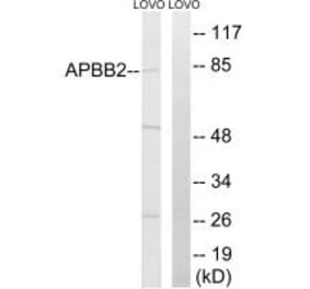 Western blot - APBB2 Antibody from Signalway Antibody (34412) - Antibodies.com