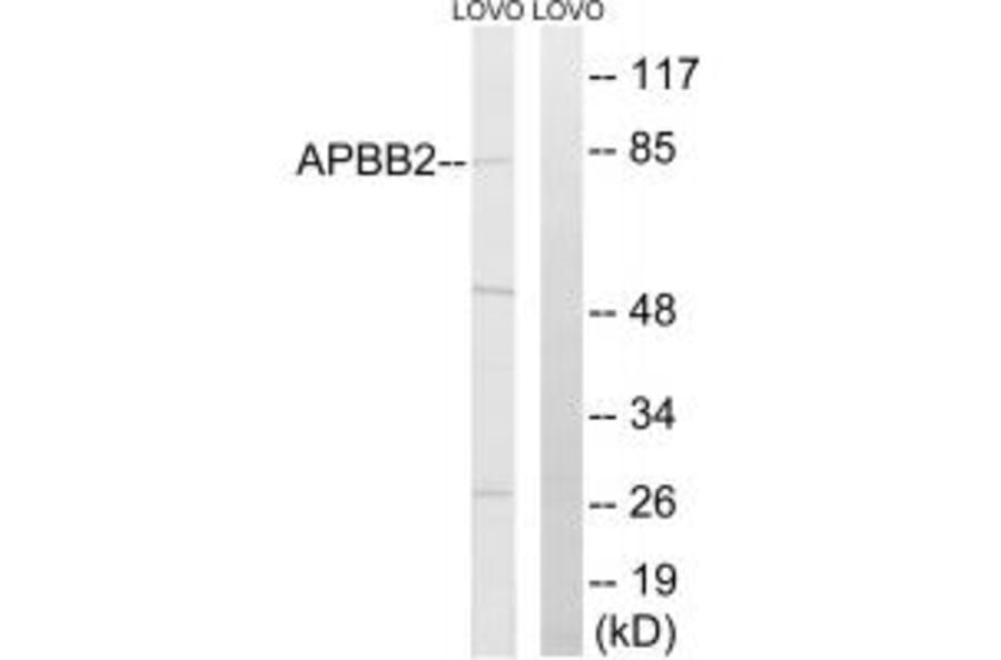 Western blot - APBB2 Antibody from Signalway Antibody (34412) - Antibodies.com
