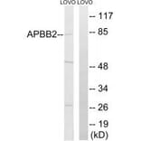 Western blot - APBB2 Antibody from Signalway Antibody (34412) - Antibodies.com