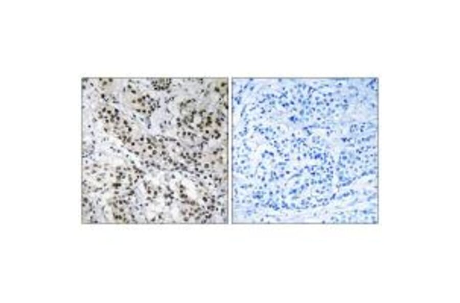 Immunohistochemistry - APBB2 Antibody from Signalway Antibody (34412) - Antibodies.com