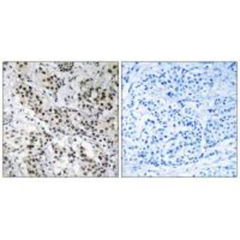 Immunohistochemistry - APBB2 Antibody from Signalway Antibody (34412) - Antibodies.com