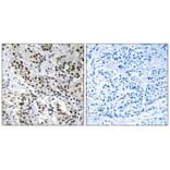 Immunohistochemistry - APBB2 Antibody from Signalway Antibody (34412) - Antibodies.com