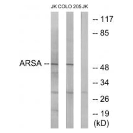 Western blot - ARSA Antibody from Signalway Antibody (34440) - Antibodies.com