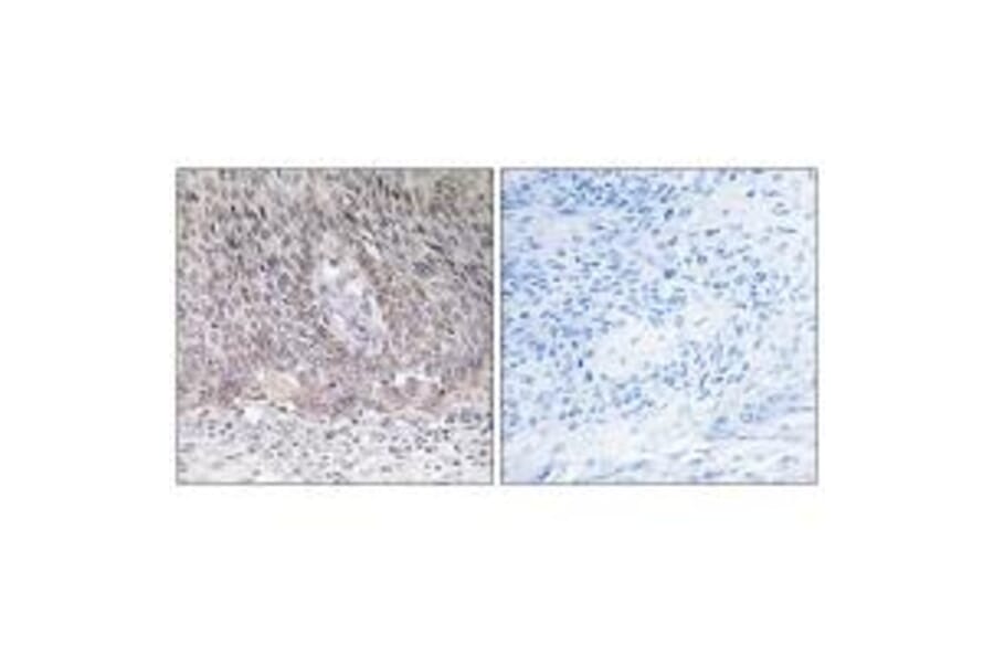 Immunohistochemistry - ARSA Antibody from Signalway Antibody (34440) - Antibodies.com
