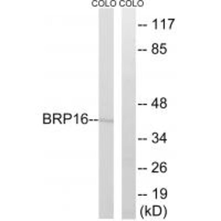 Western blot - BRP16 Antibody from Signalway Antibody (34503) - Antibodies.com