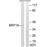 Western blot - BRP16 Antibody from Signalway Antibody (34503) - Antibodies.com