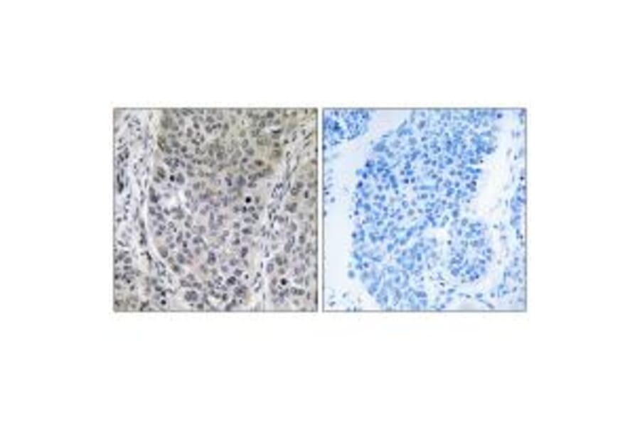 Immunohistochemistry - BRP16 Antibody from Signalway Antibody (34503) - Antibodies.com