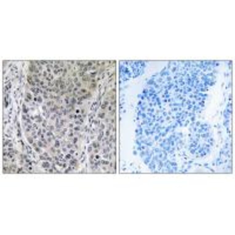 Immunohistochemistry - BRP16 Antibody from Signalway Antibody (34503) - Antibodies.com
