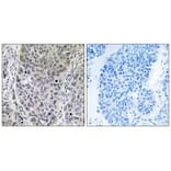 Immunohistochemistry - BRP16 Antibody from Signalway Antibody (34503) - Antibodies.com