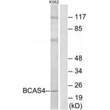 Western blot - BCAS4 Antibody from Signalway Antibody (34509) - Antibodies.com