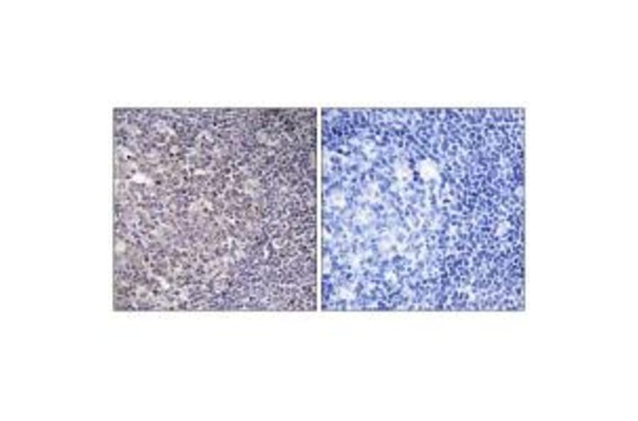 Immunohistochemistry - BCAS4 Antibody from Signalway Antibody (34509) - Antibodies.com