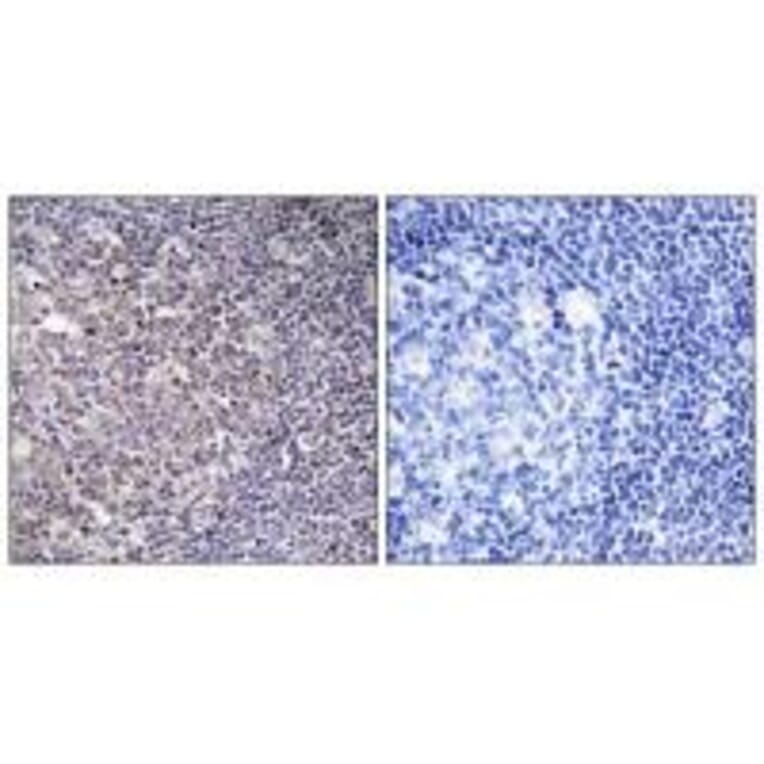 Immunohistochemistry - BCAS4 Antibody from Signalway Antibody (34509) - Antibodies.com