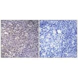 Immunohistochemistry - BCAS4 Antibody from Signalway Antibody (34509) - Antibodies.com