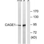 Western blot - CAGE1 Antibody from Signalway Antibody (34528) - Antibodies.com