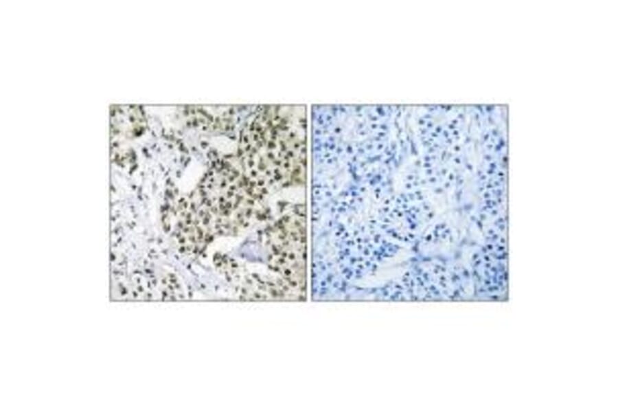 Immunohistochemistry - CAGE1 Antibody from Signalway Antibody (34528) - Antibodies.com