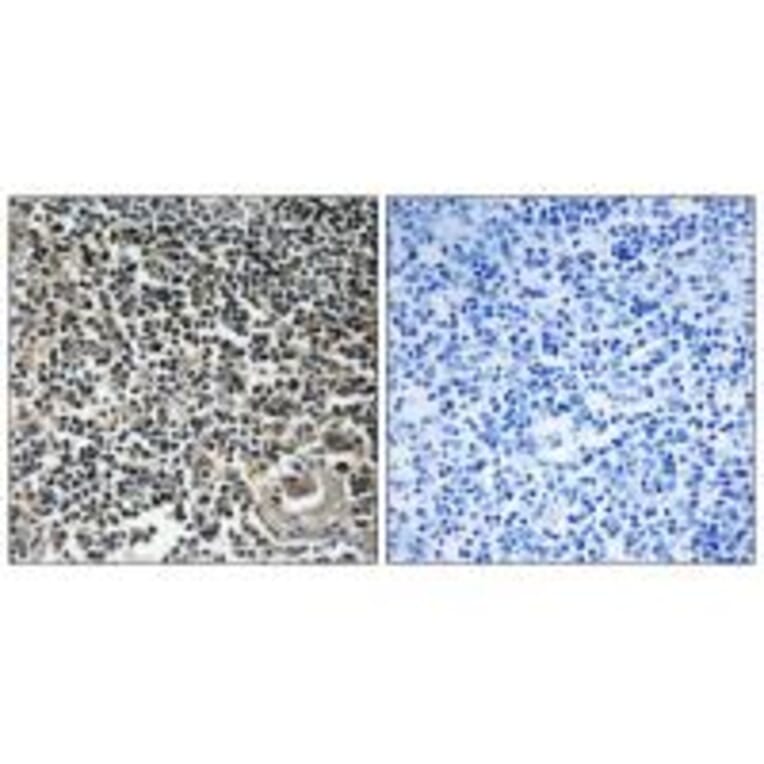 Immunohistochemistry - CBLN4 Antibody from Signalway Antibody (34573) - Antibodies.com