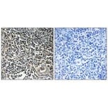 Immunohistochemistry - CBLN4 Antibody from Signalway Antibody (34573) - Antibodies.com