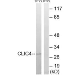 Western blot - CLIC4 Antibody from Signalway Antibody (34584) - Antibodies.com
