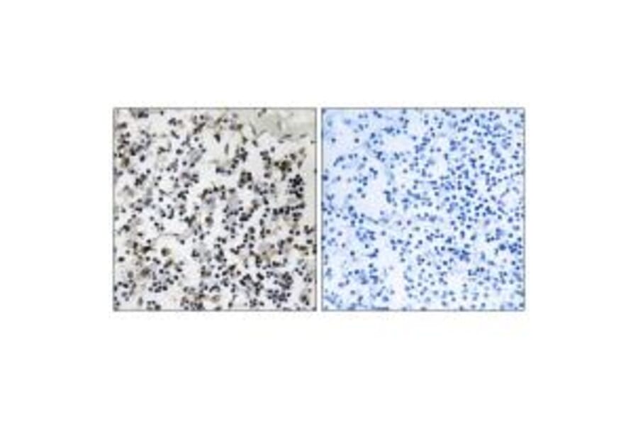 Immunohistochemistry - CLIC4 Antibody from Signalway Antibody (34584) - Antibodies.com