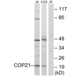 Western blot - COPZ1 Antibody from Signalway Antibody (34603) - Antibodies.com