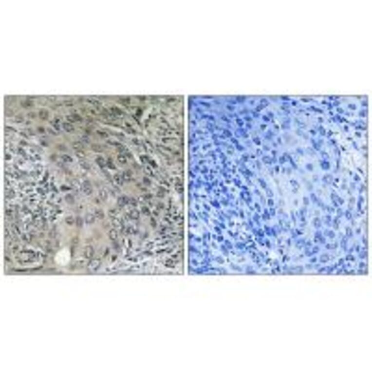 Immunohistochemistry - COPZ1 Antibody from Signalway Antibody (34603) - Antibodies.com