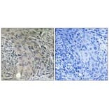 Immunohistochemistry - COPZ1 Antibody from Signalway Antibody (34603) - Antibodies.com