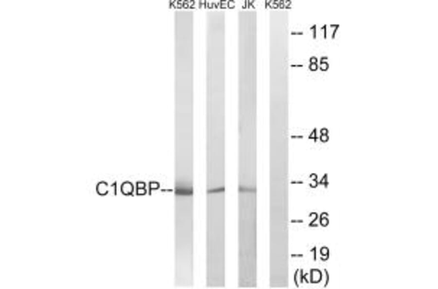Western blot - C1QBP Antibody from Signalway Antibody (34611) - Antibodies.com