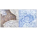 Immunohistochemistry - C1QBP Antibody from Signalway Antibody (34611) - Antibodies.com