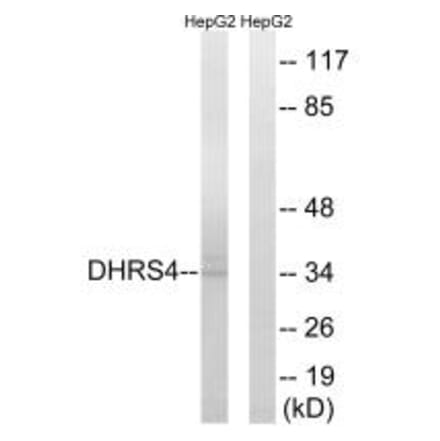 Western blot - DHRS4 Antibody from Signalway Antibody (34644) - Antibodies.com