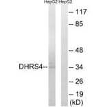 Western blot - DHRS4 Antibody from Signalway Antibody (34644) - Antibodies.com