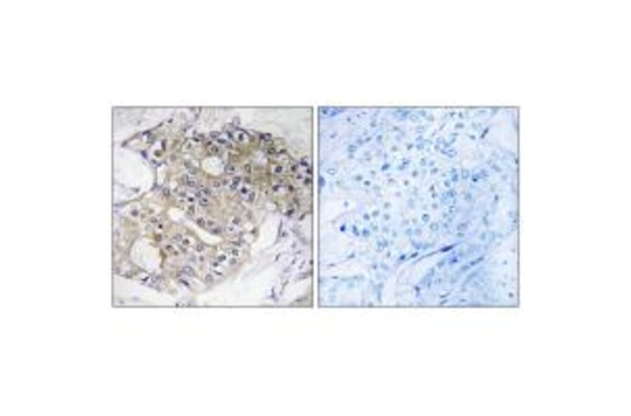 Immunohistochemistry - DHRS4 Antibody from Signalway Antibody (34644) - Antibodies.com