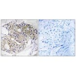 Immunohistochemistry - DHRS4 Antibody from Signalway Antibody (34644) - Antibodies.com
