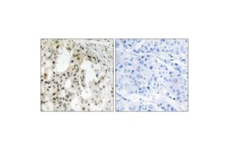 Immunohistochemistry - EIF3D Antibody from Signalway Antibody (34681) - Antibodies.com