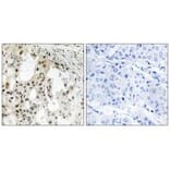 Immunohistochemistry - EIF3D Antibody from Signalway Antibody (34681) - Antibodies.com
