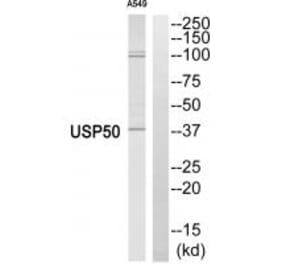 Western blot - USP50 Antibody from Signalway Antibody (34748) - Antibodies.com
