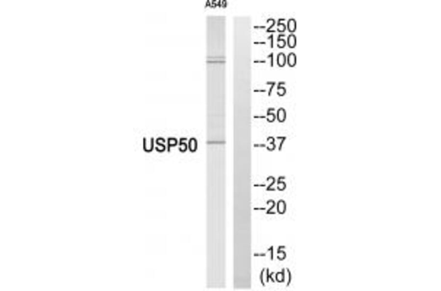Western blot - USP50 Antibody from Signalway Antibody (34748) - Antibodies.com
