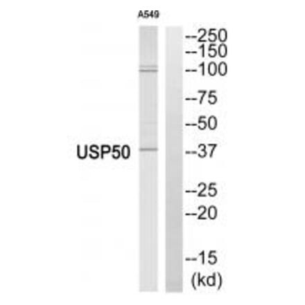 Western blot - USP50 Antibody from Signalway Antibody (34748) - Antibodies.com