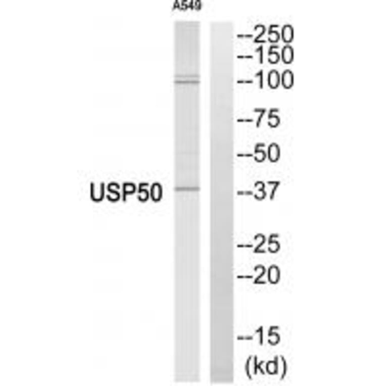 Western blot - USP50 Antibody from Signalway Antibody (34748) - Antibodies.com