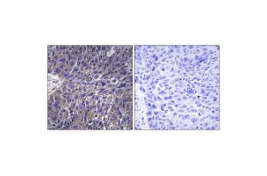 Immunohistochemistry - USP50 Antibody from Signalway Antibody (34748) - Antibodies.com