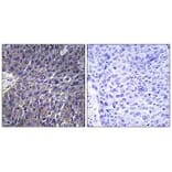 Immunohistochemistry - USP50 Antibody from Signalway Antibody (34748) - Antibodies.com