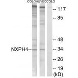 Western blot - NXPH4 Antibody from Signalway Antibody (34852) - Antibodies.com