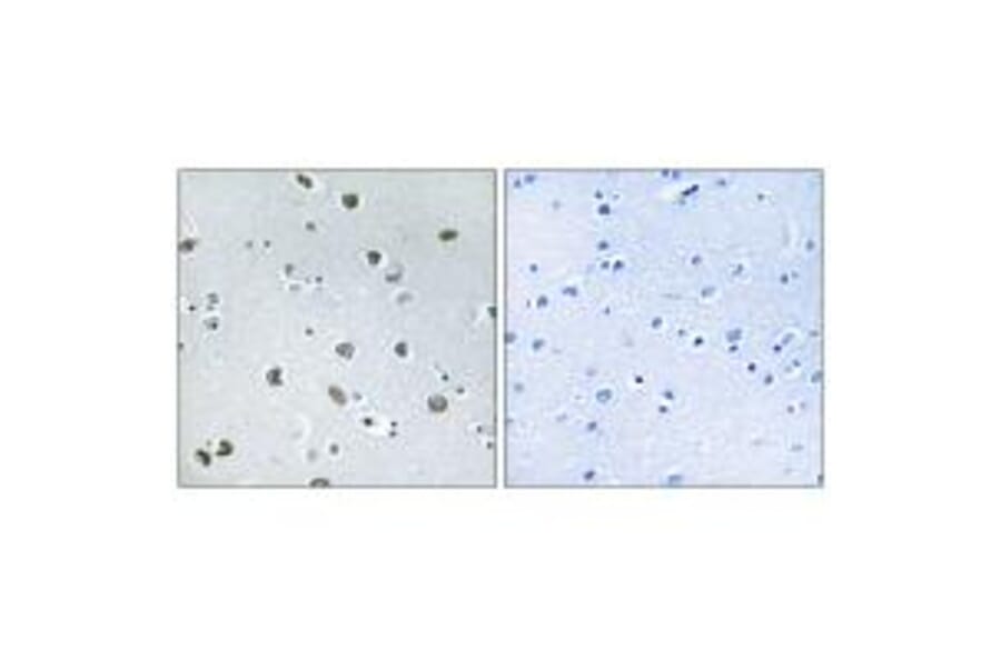 Immunohistochemistry - NXPH4 Antibody from Signalway Antibody (34852) - Antibodies.com