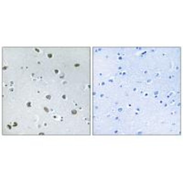 Immunohistochemistry - NXPH4 Antibody from Signalway Antibody (34852) - Antibodies.com