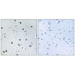 Immunohistochemistry - NXPH4 Antibody from Signalway Antibody (34852) - Antibodies.com