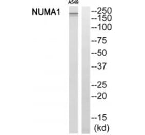 Western blot - NUMA1 Antibody from Signalway Antibody (34869) - Antibodies.com