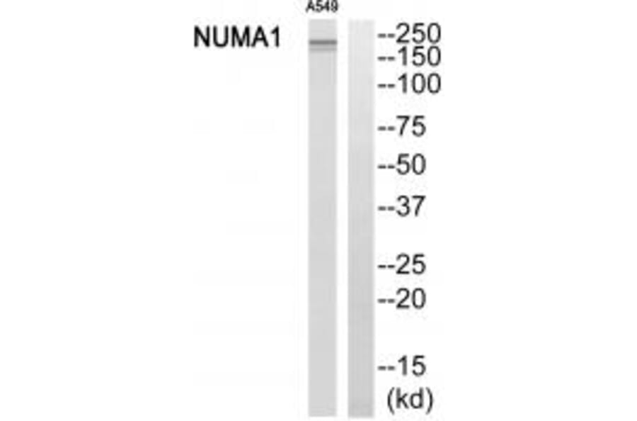 Western blot - NUMA1 Antibody from Signalway Antibody (34869) - Antibodies.com