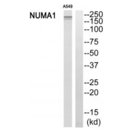 Western blot - NUMA1 Antibody from Signalway Antibody (34869) - Antibodies.com