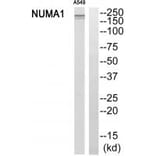 Western blot - NUMA1 Antibody from Signalway Antibody (34869) - Antibodies.com