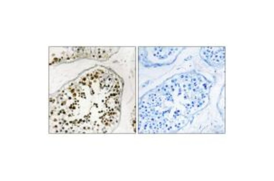 Immunohistochemistry - NUMA1 Antibody from Signalway Antibody (34869) - Antibodies.com