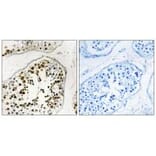 Immunohistochemistry - NUMA1 Antibody from Signalway Antibody (34869) - Antibodies.com